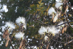 Pseudobombax ellipticum